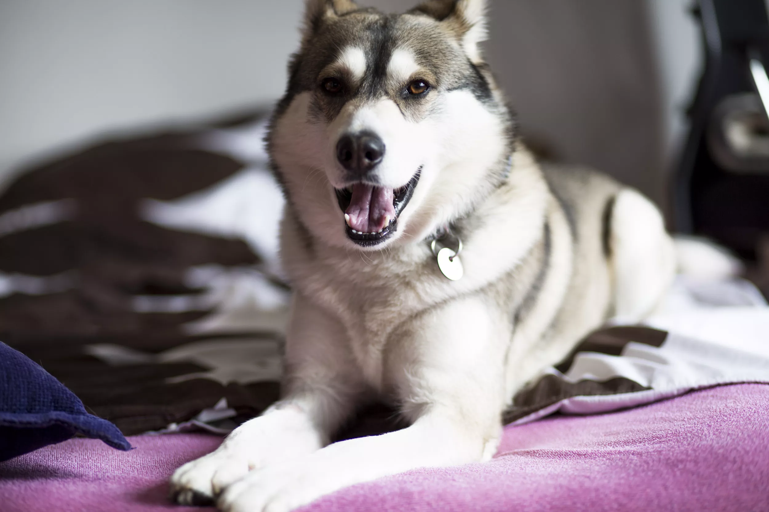 Foster Puppy Caught Being the 'Only Morning Person' Melts Hearts - Vimarsana News