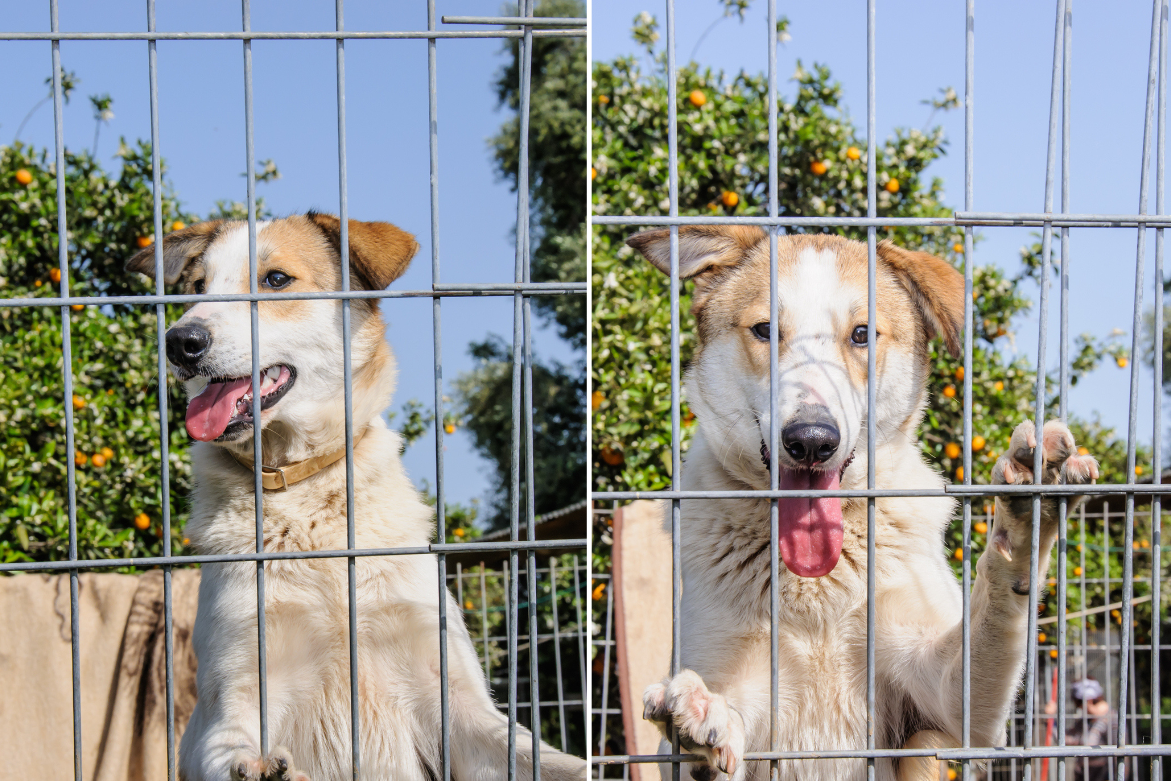 Tears As Dog Realizes Fence Friend She Saw Every Day For 3 Years Has   Dog Fence 