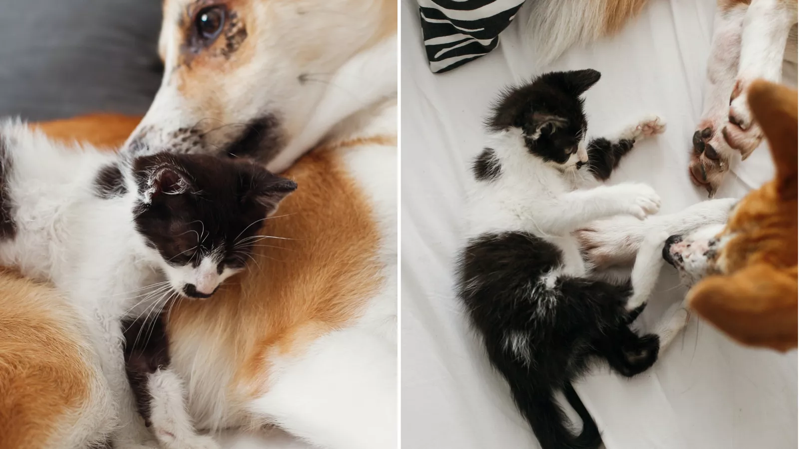 Can kittens drink puppy milk hot sale