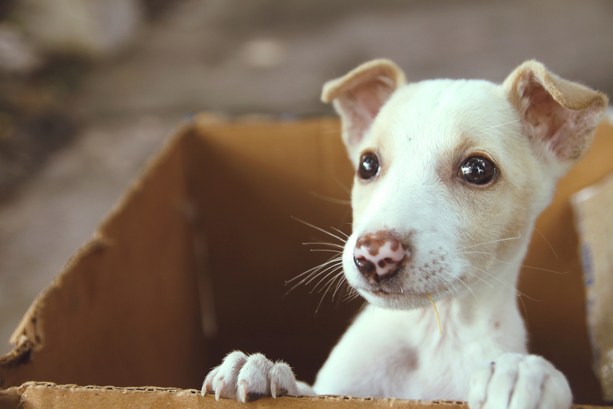 mexican puppy