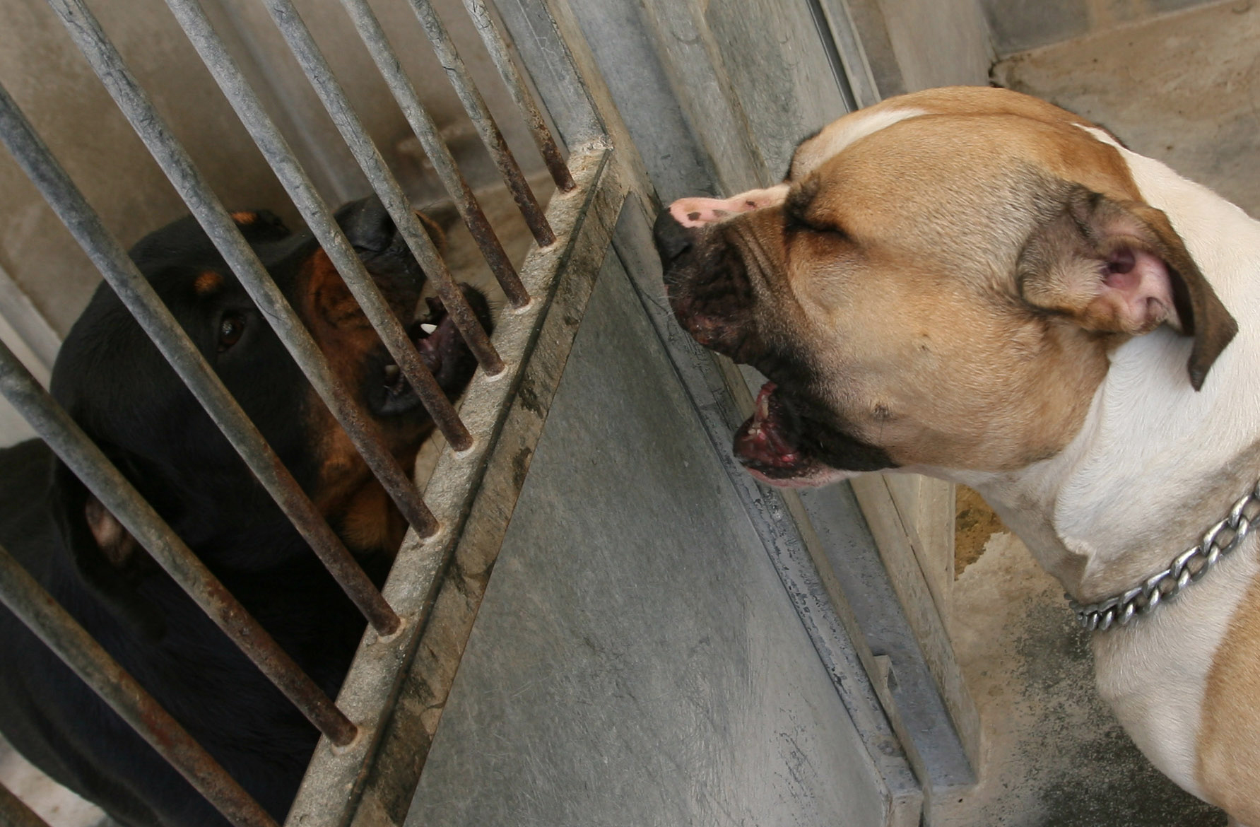 Woman Mauled by Her Own Dogs as Neighbors Watch