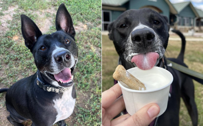 Cheeks the dog has finally been adopted.