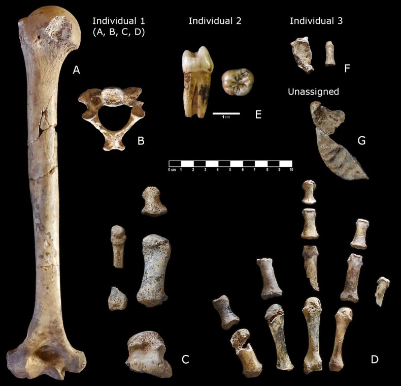Neanderthal bone remains