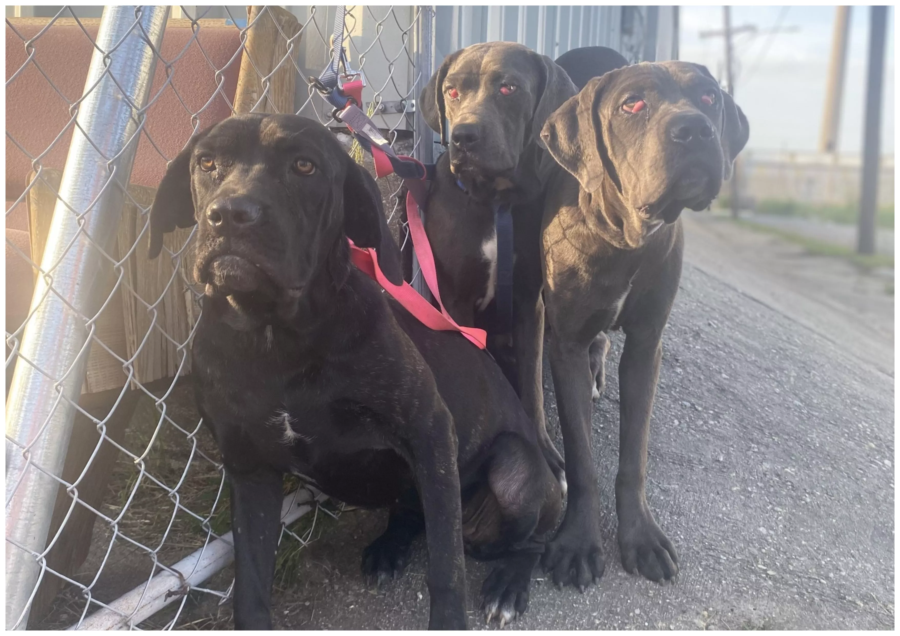 CCTV Captures the 'Worst' Abandonment of 3 Puppies Shelter Has Ever Seen - Vimarsana News