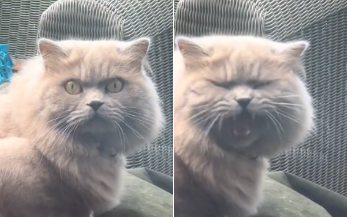 angry cat no