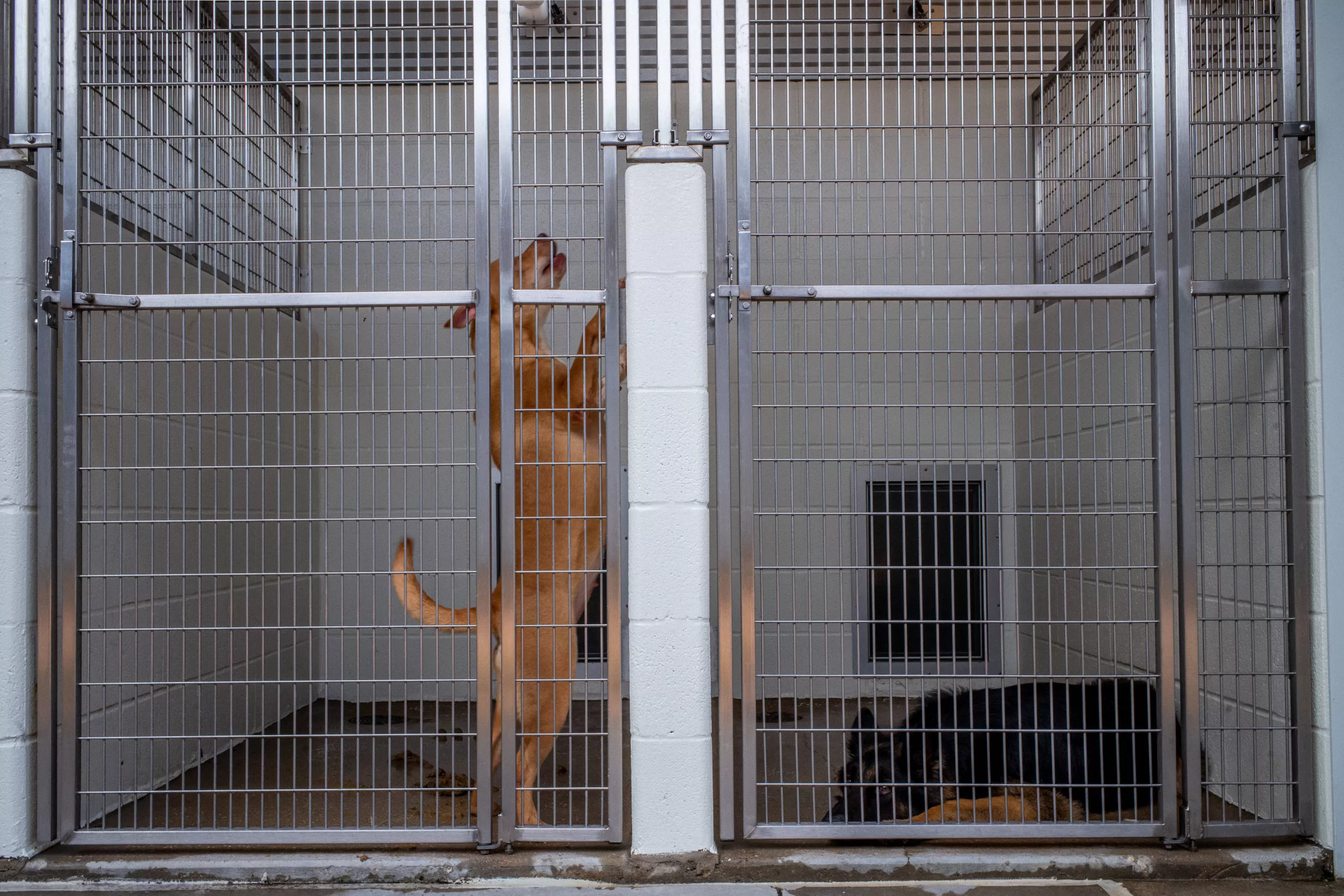 Hearts Melt as 'Jersey's Loneliest Dog' Finds Forever Home - Vimarsana News