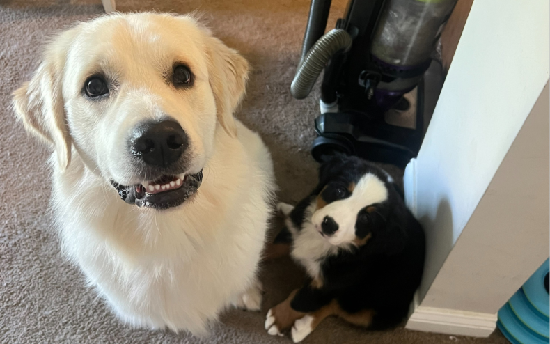 Bonchi and his puppy pal Meia.
