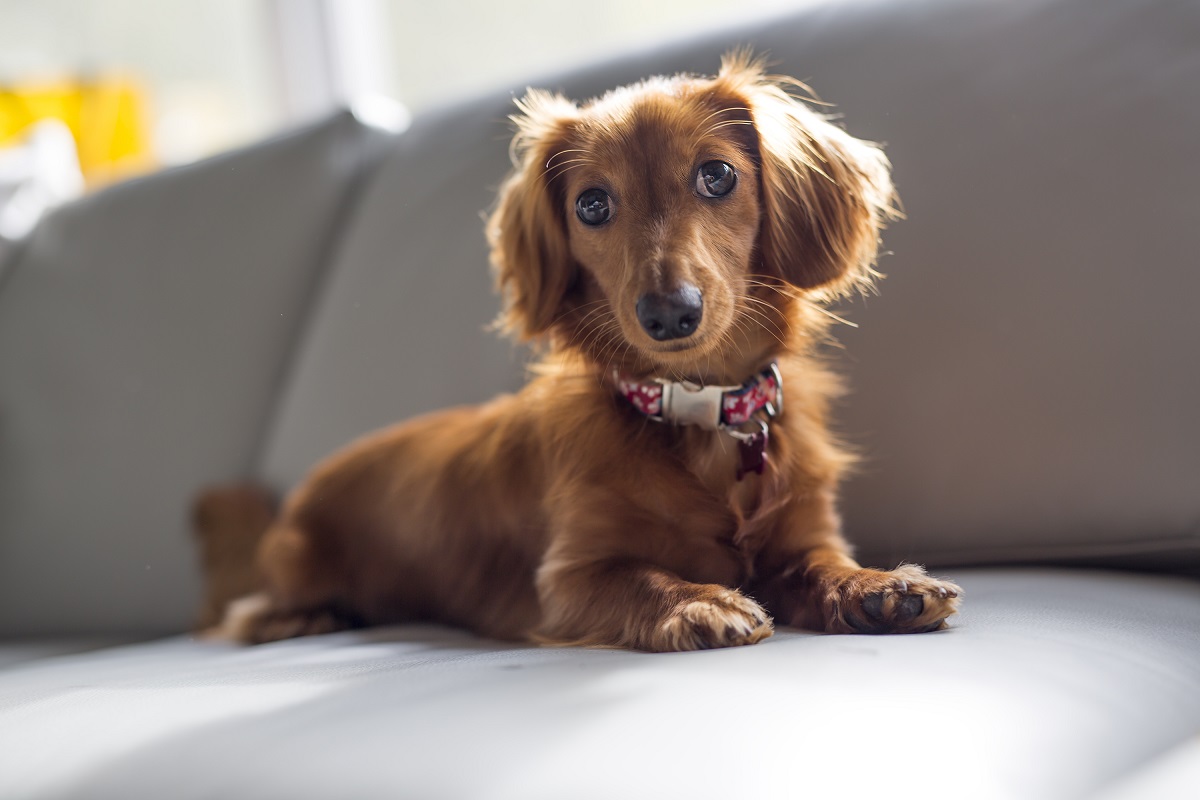 Long haired deals dachshund