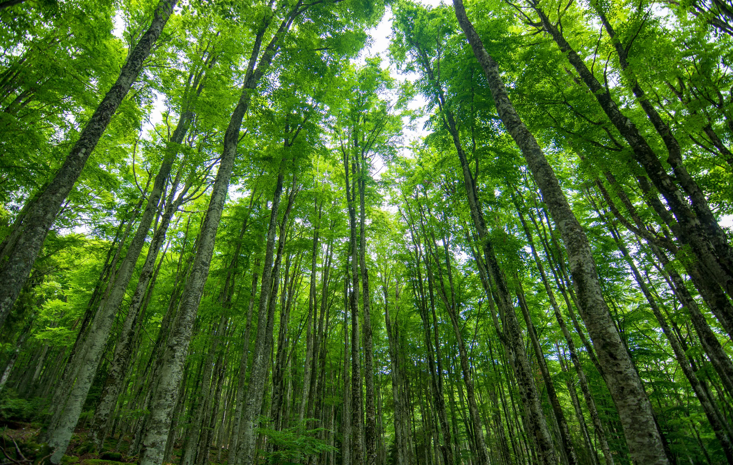 Tree Thought Extinct Discovered After 2 Centuries in 'Incredible' Find - Vimarsana News