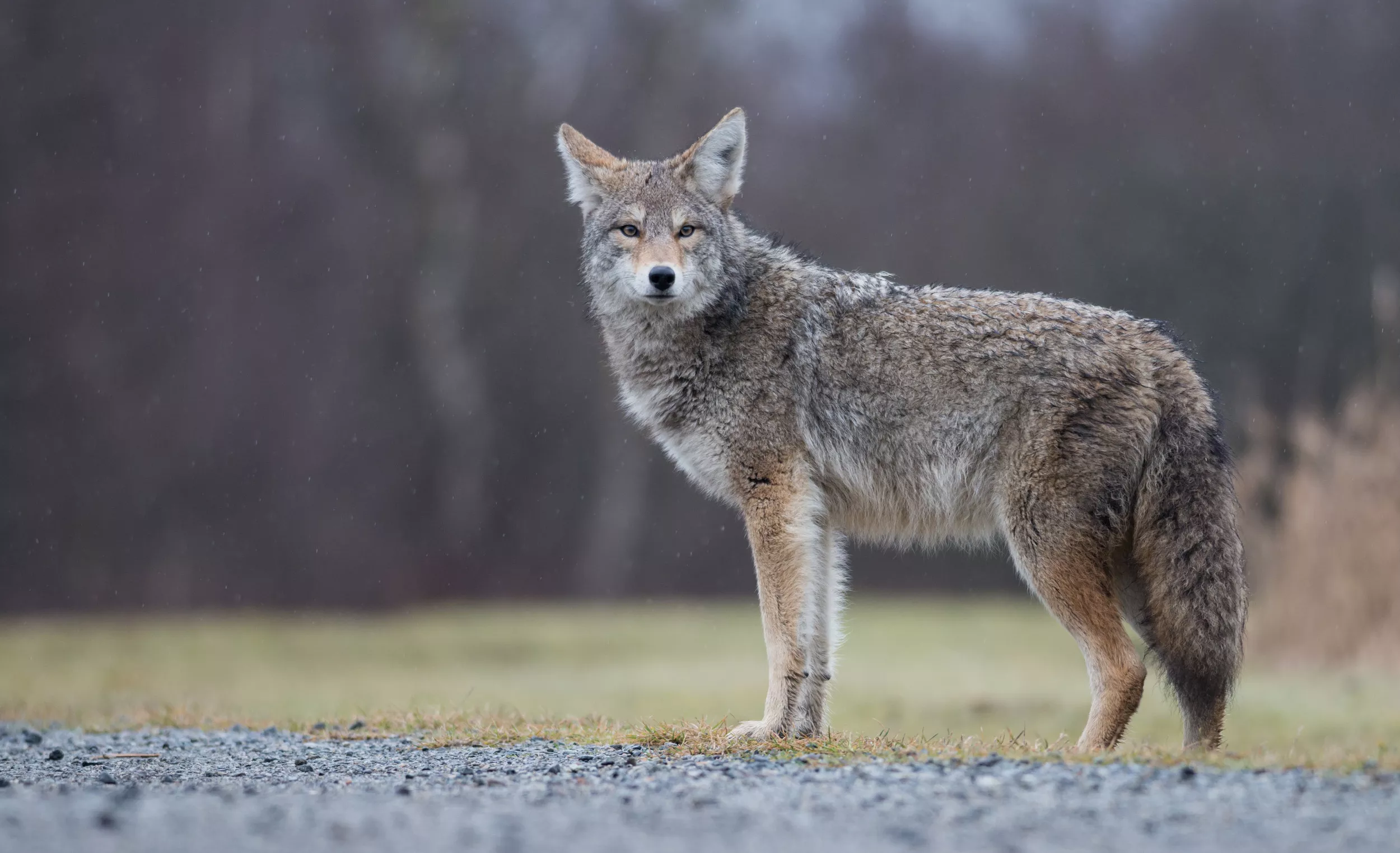 Viral Moment Dog Enjoys Hopping in Tall Grass, Until He Bumps Into Coyote - Vimarsana News