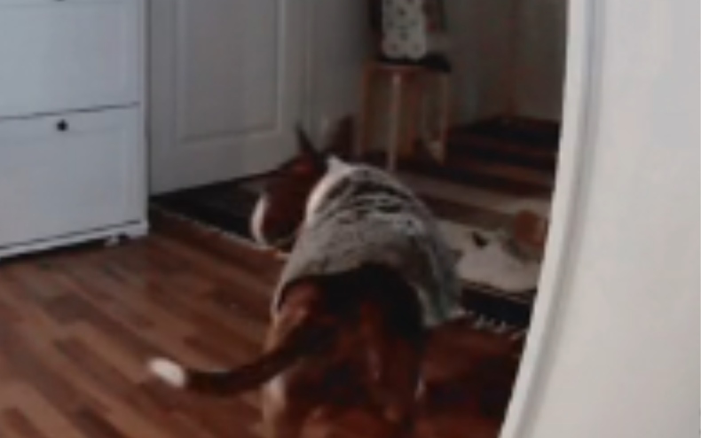 A dog with a mat turned into a cloak.