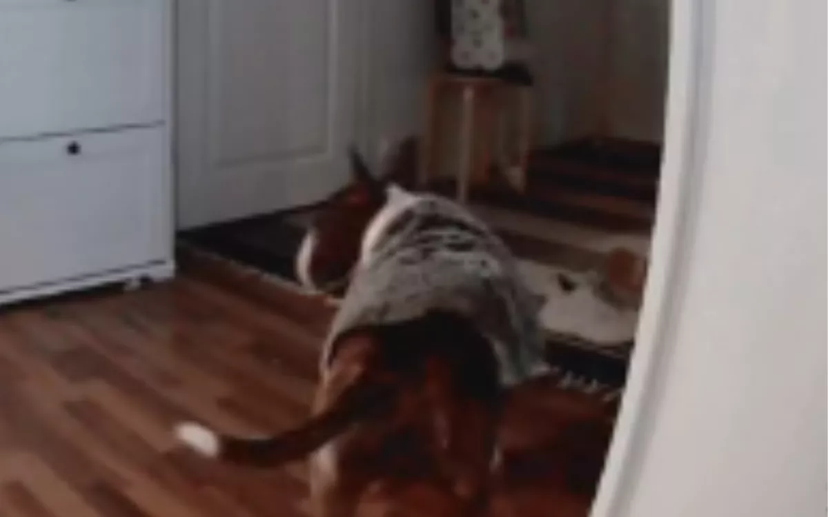 Dog Caught On Pet Cam 'Casually' Wearing Stool Cushion As Cape - Vimarsana News