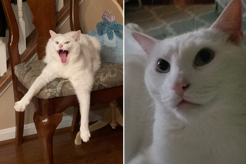 Callo the cat