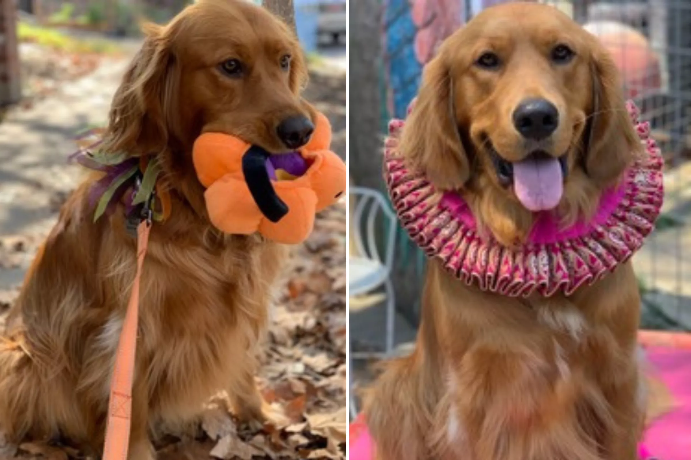 Dog Saved From Slaughter Truck in China Wins Pet of the Week - Vimarsana News