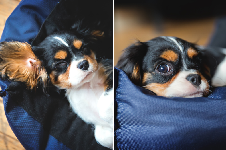 Puppy in bed