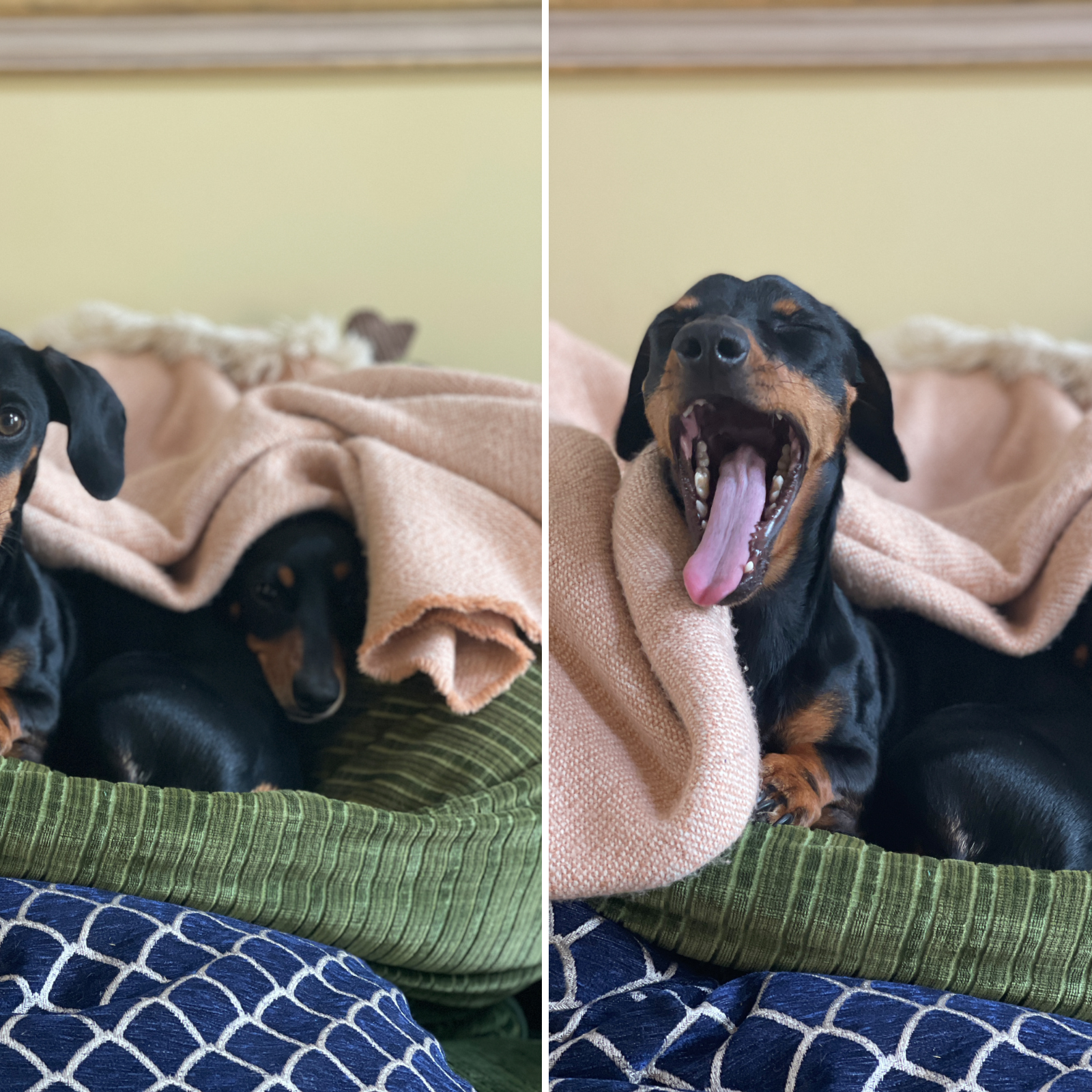 Watch Sausage Dogs Tucking Themselves In As Part Of Essential