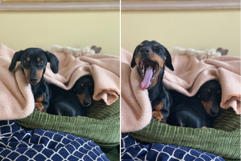 dog