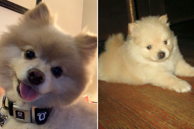 Bobo the dog