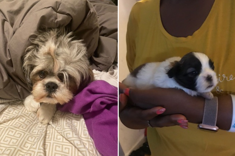 Shih Tzu Marley
