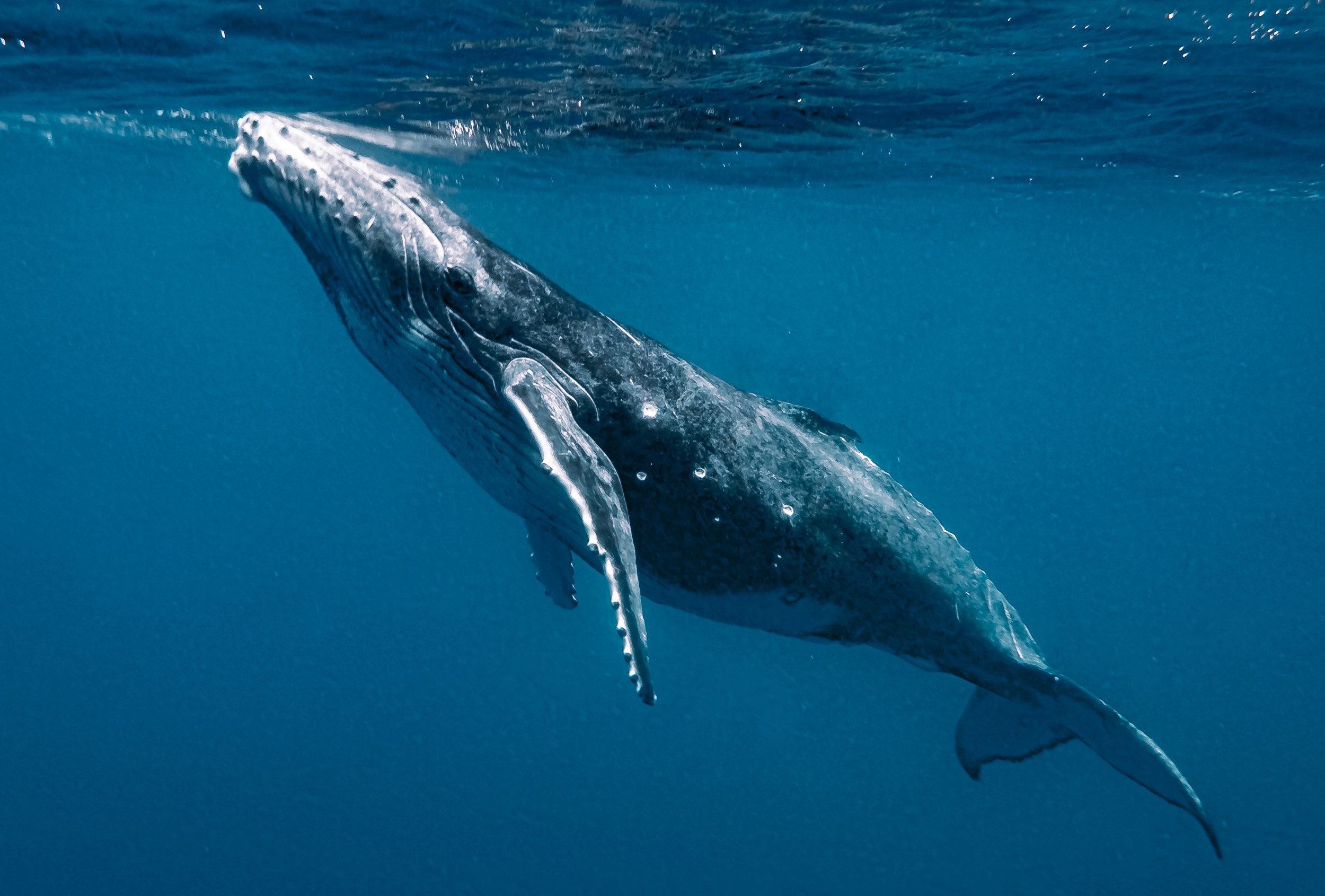 Juvenile Whale Hit by Boat Propeller Left With 'Severe' Head Injuries