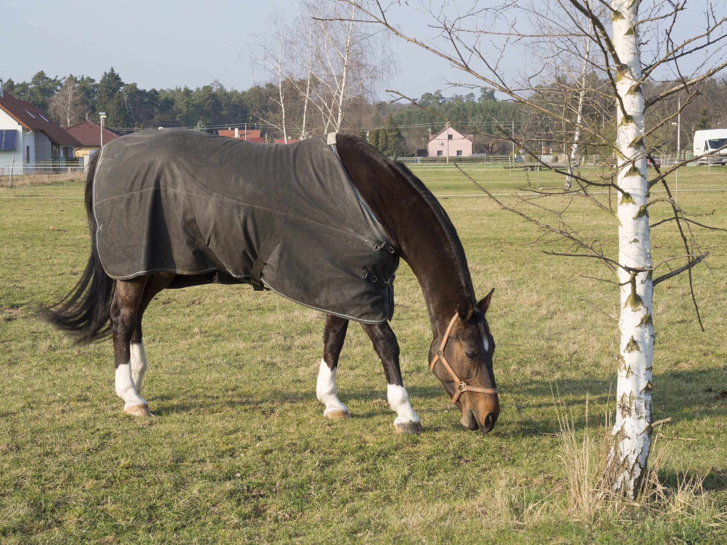 Ex-Race Horse Running at High Speed Before Falling Over Viewed by Almost 5M