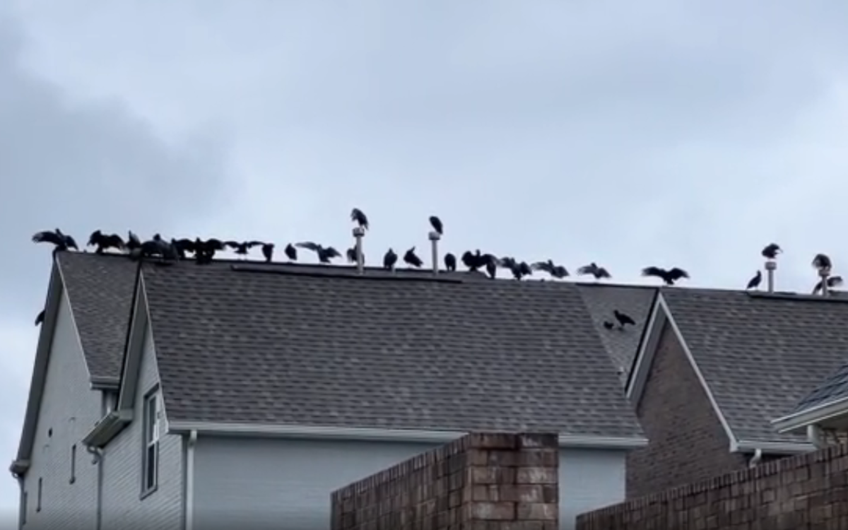 Man Fears Worst As 20 Vultures Gather on Neighbor's Roof 'Call the