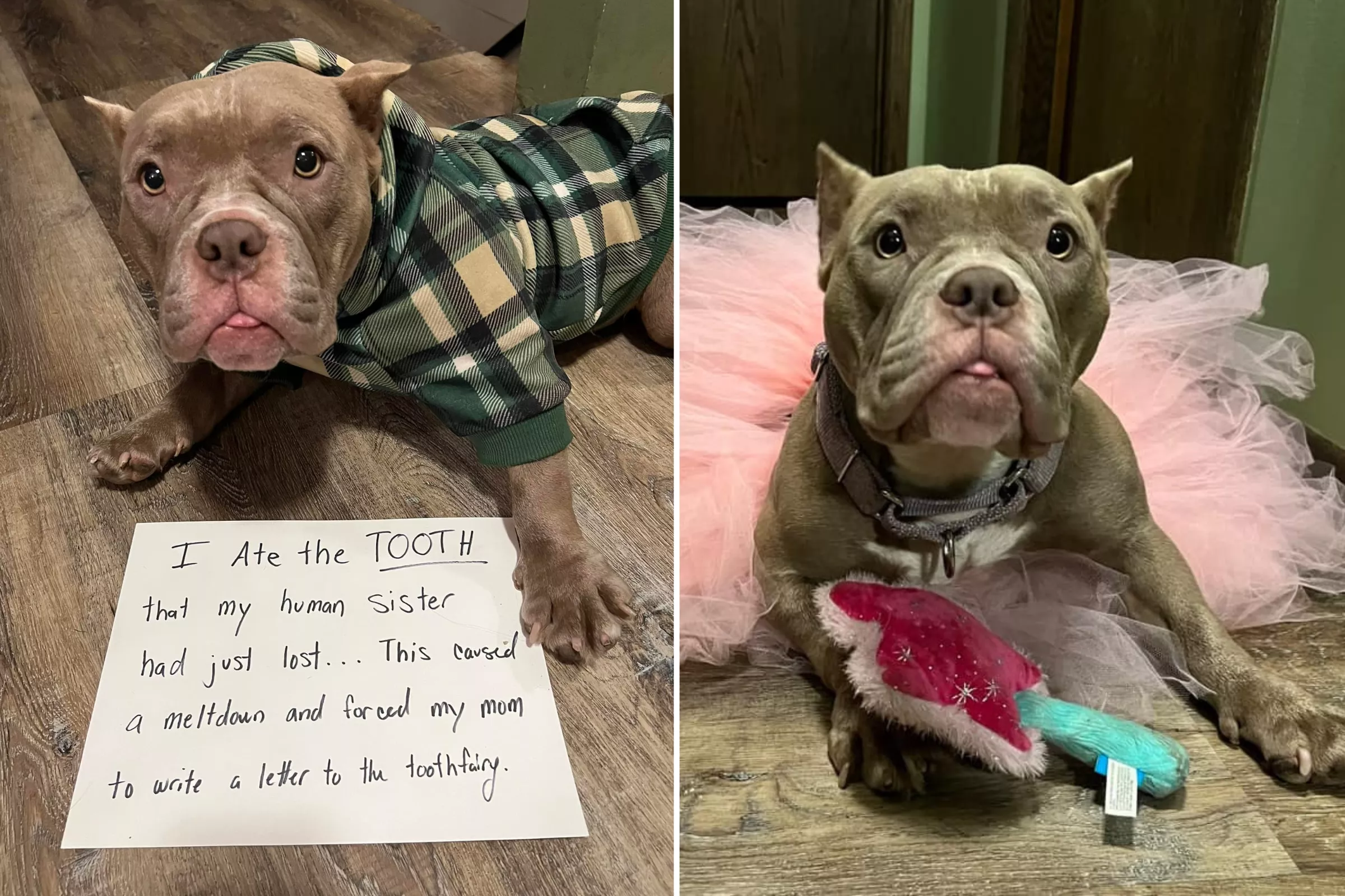 Dog Who Ate Human Tooth Shamed in the Most Hilarious Way: 'Still Laughing' - Vimarsana News