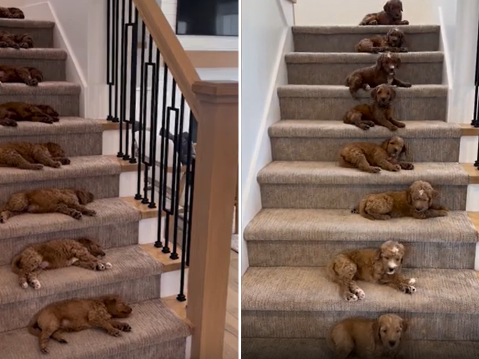 Dog house in 2024 staircase