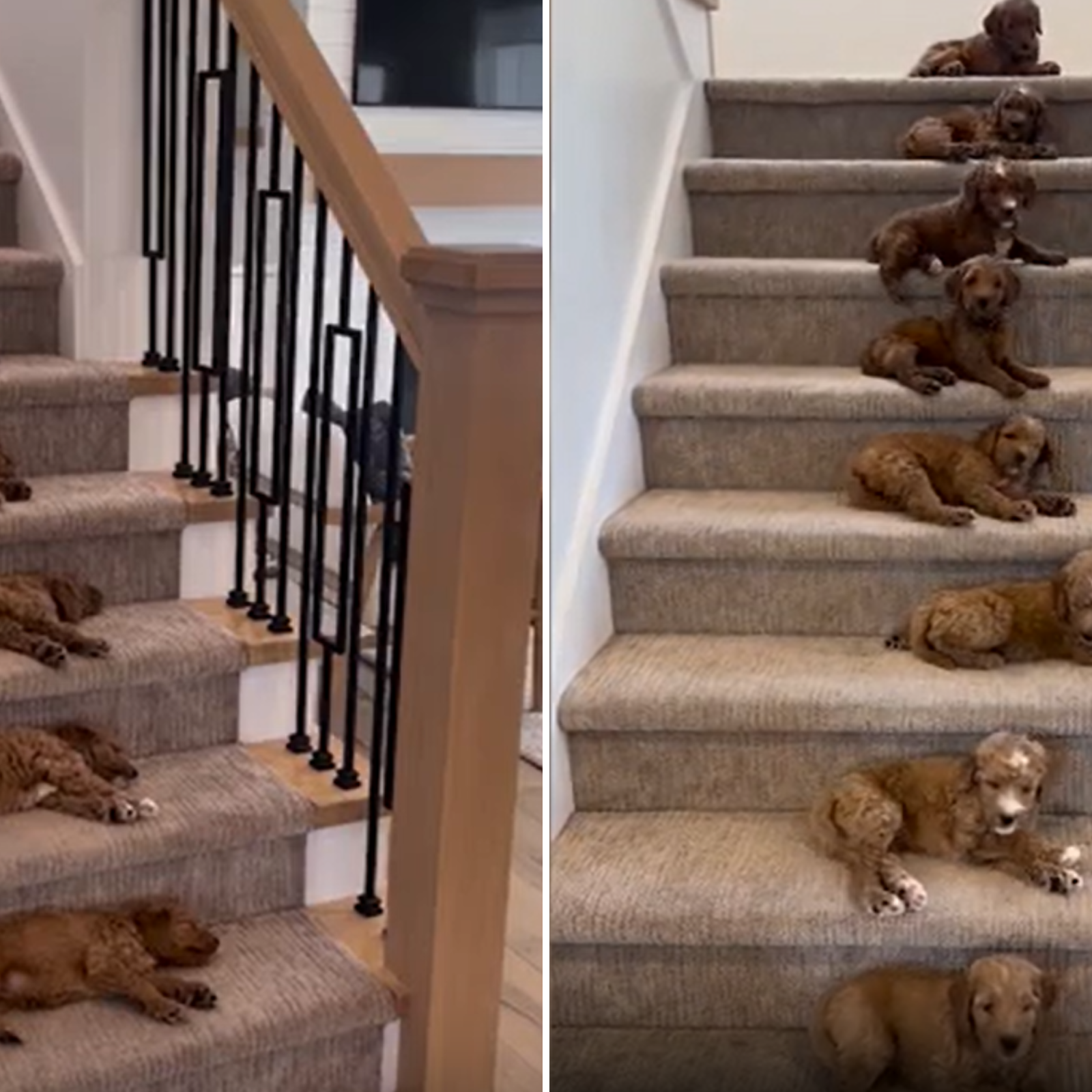 Stairs for puppies best sale