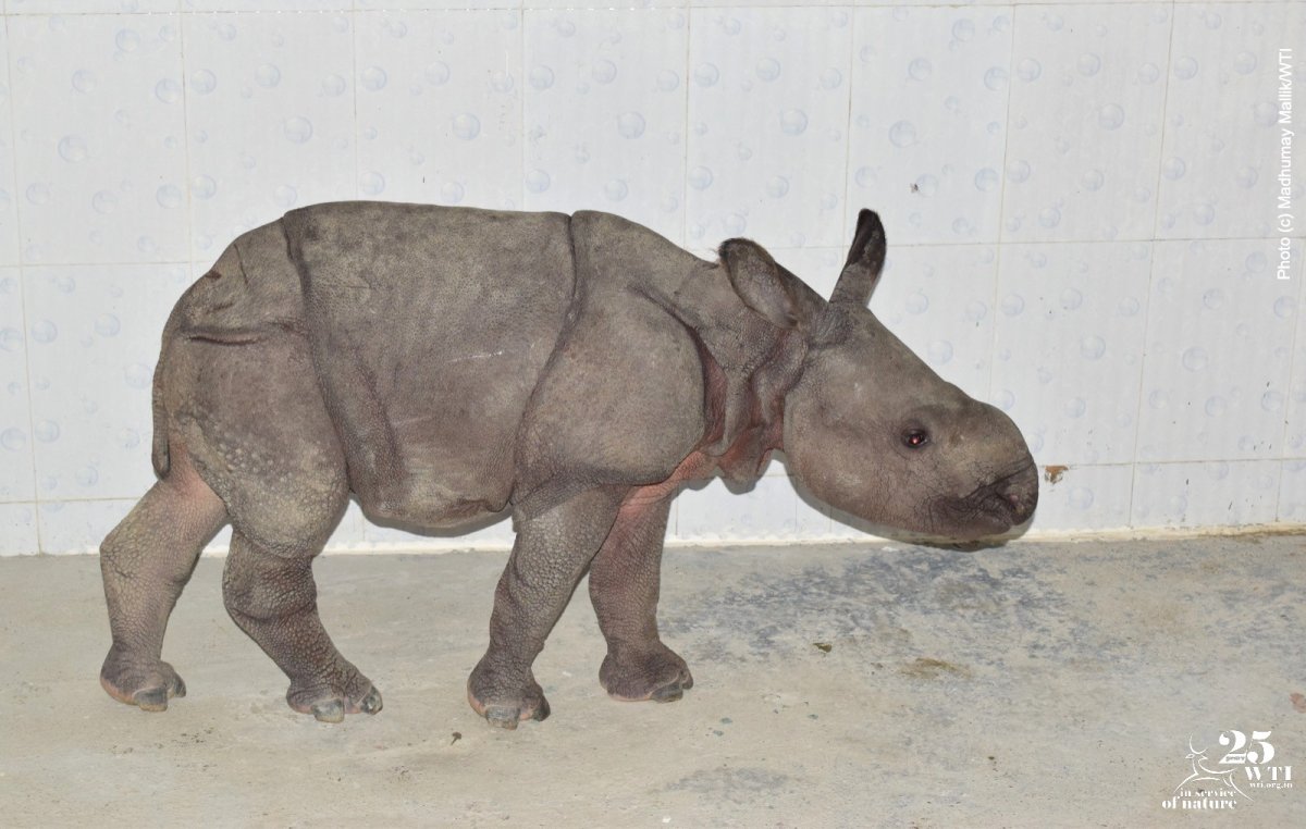 An orphaned baby Indian rhino