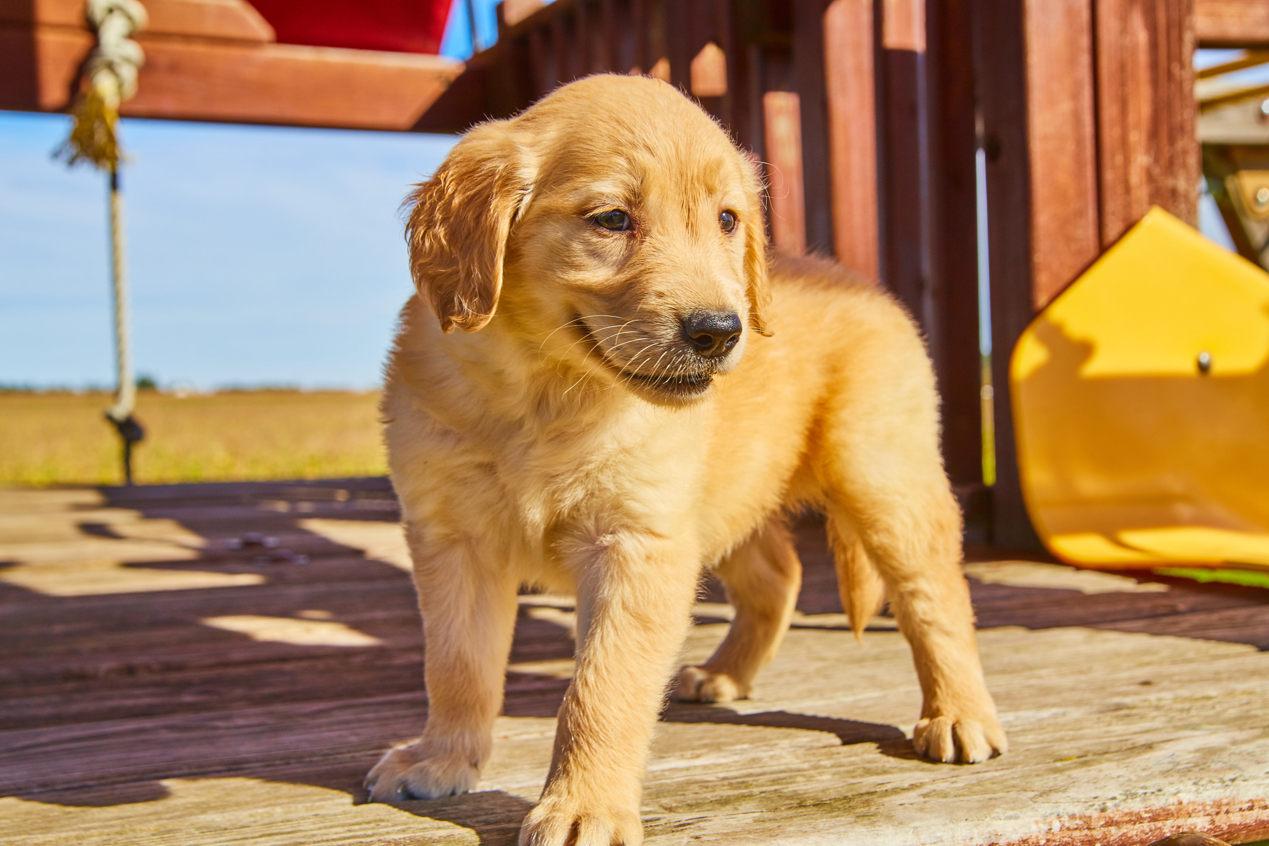 Working store retriever puppies