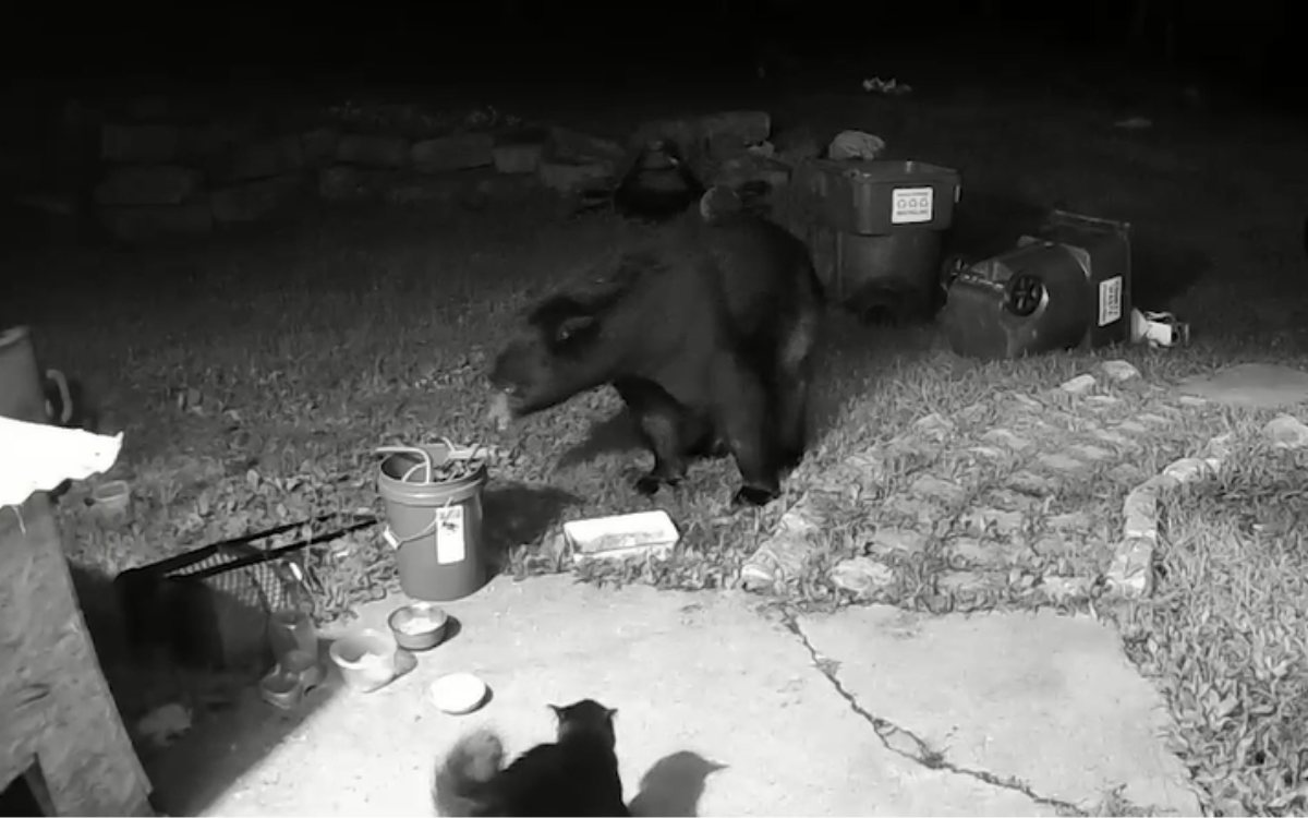 Fearless Cat Caught on Camera Scaring Giant Bear Away From Owner's Home
