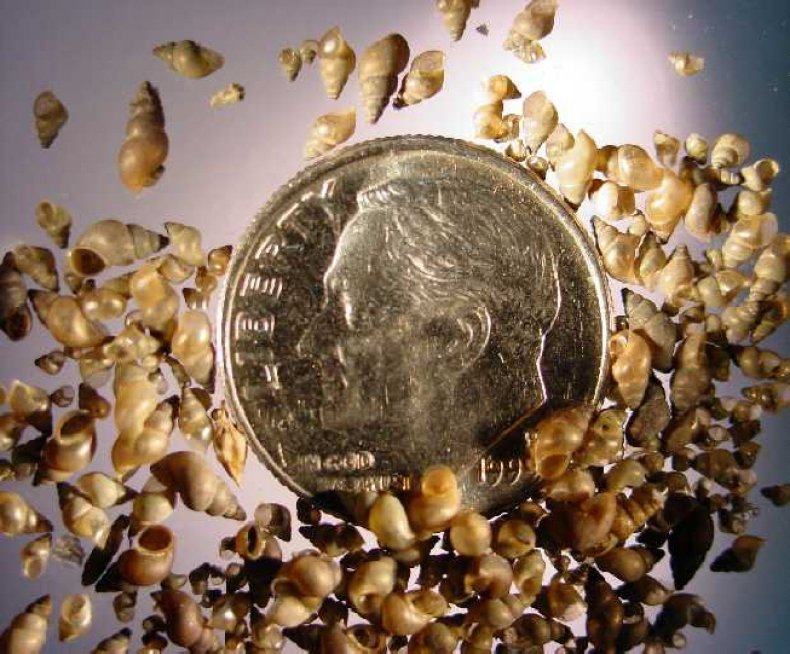 snail on coin