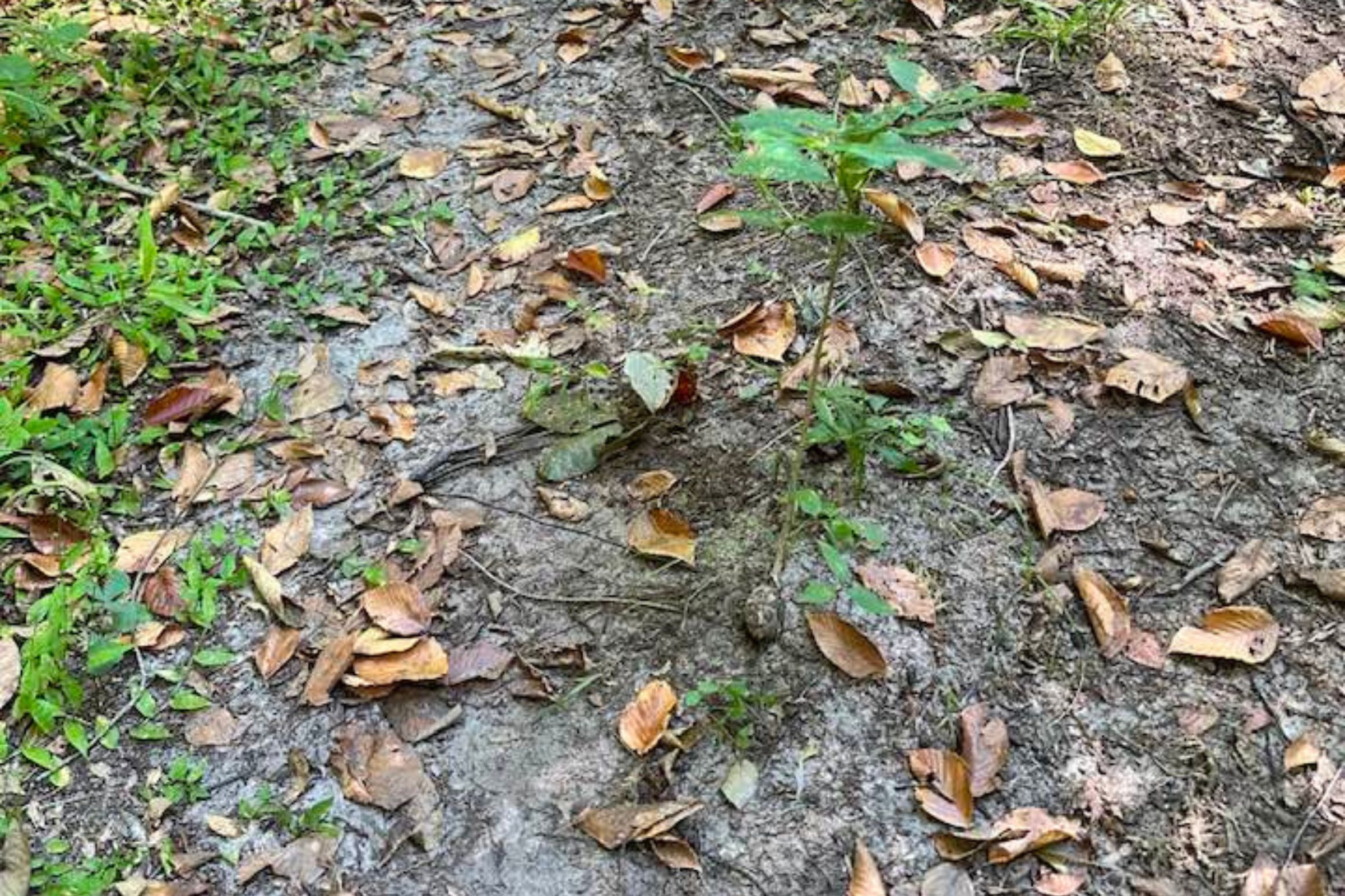 The Secret World Of Snake Sight: What Snakes See (And Don'T See) - dkybpna