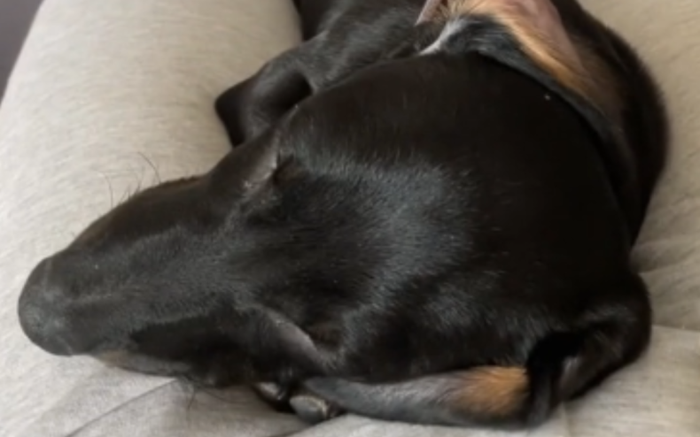 Nasus enjoying a well-earned dog nap.