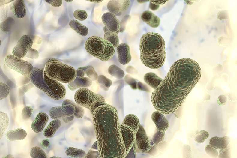 A 3D rendering of bacteria
