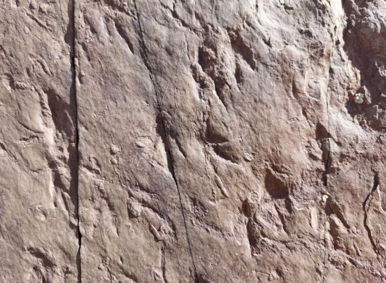 Preserved dinosaur traces