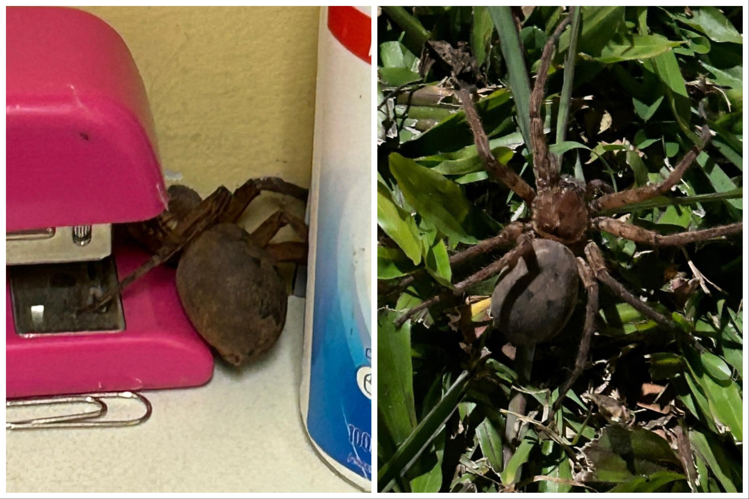 giant spider eating a snake is absolutely horrifying