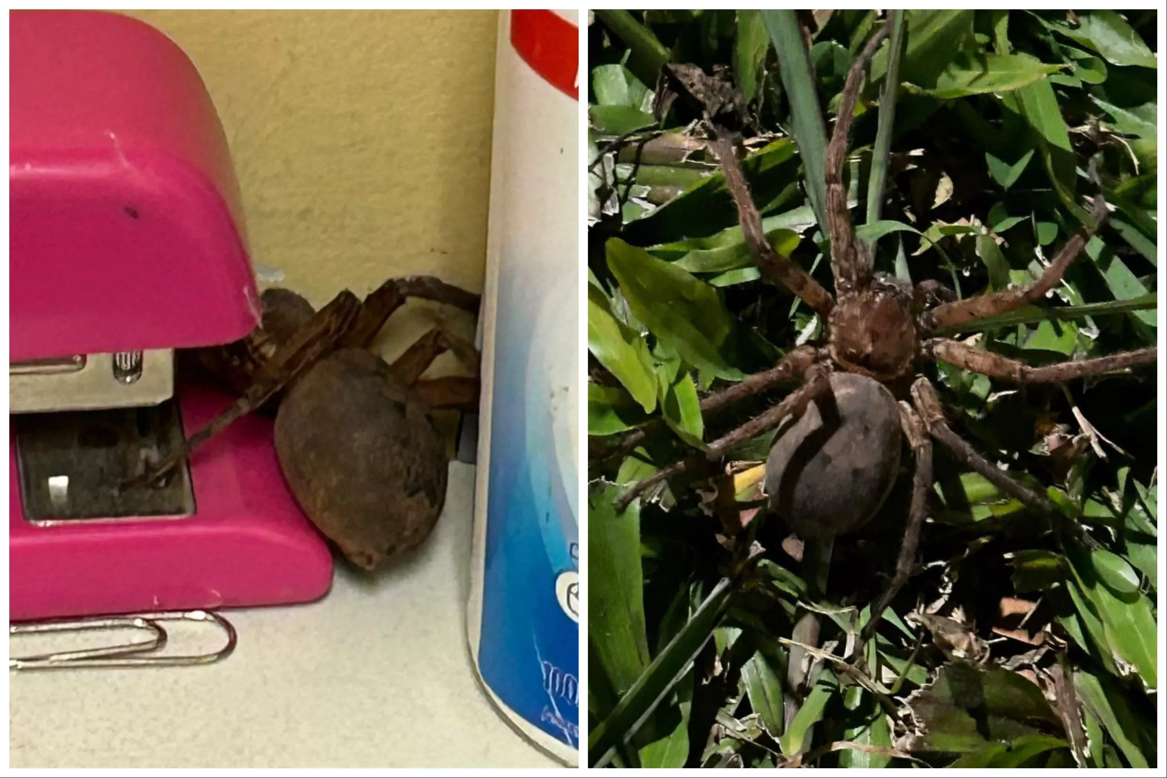 Horror as Woman Finds Enormous Pregnant Spider in Ring Binder - Vimarsana News