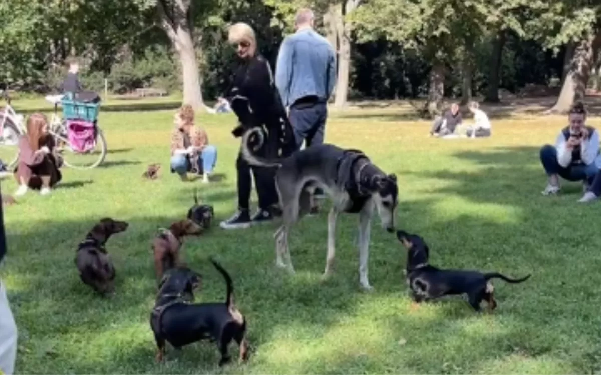 Chaos As 'Big Dog' Gatecrashes Dachshund Park Meet-Up - Vimarsana News