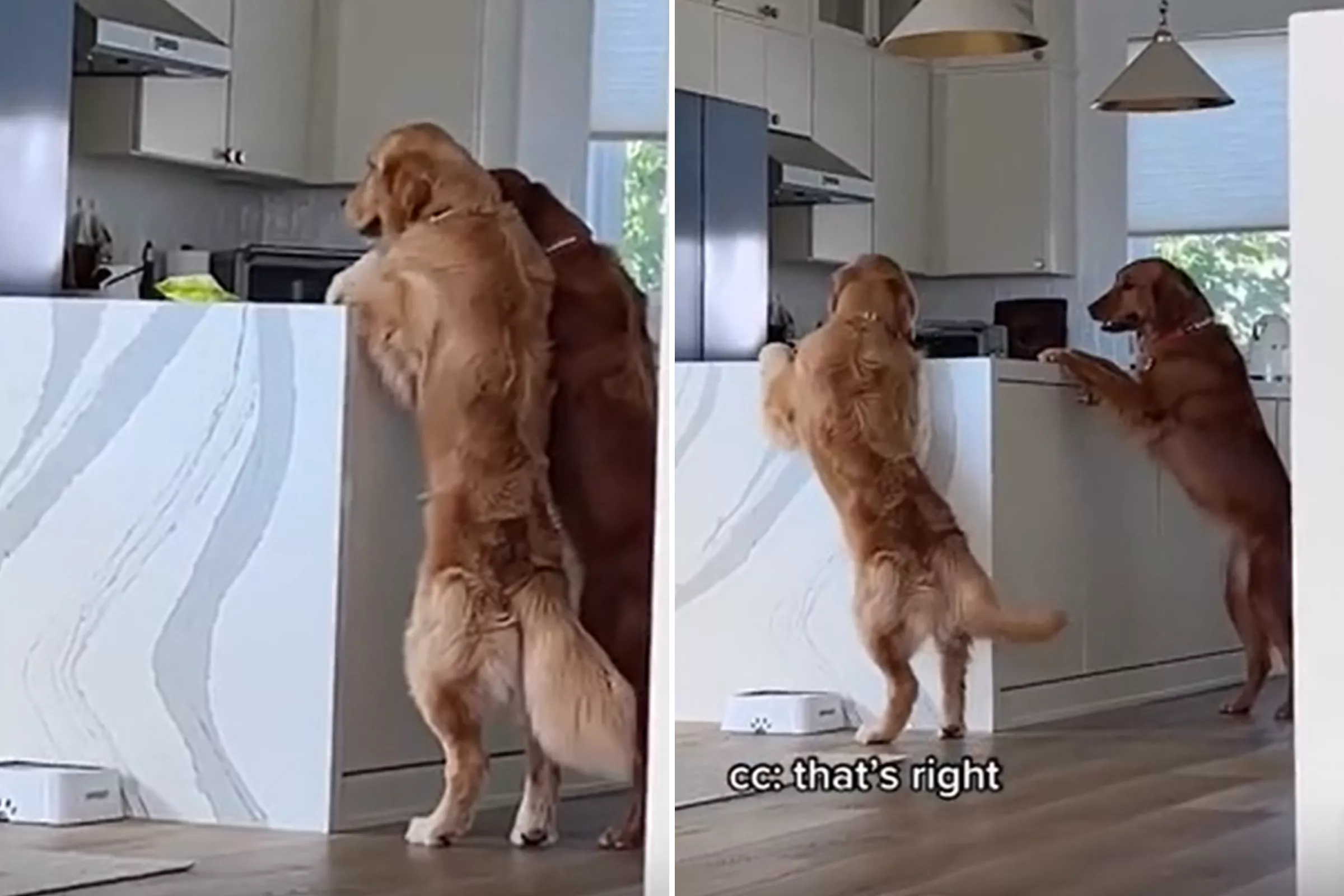 Golden Retrievers Work Together To Reach Kitchen Counter Treats: 'Teamwork' - Vimarsana News