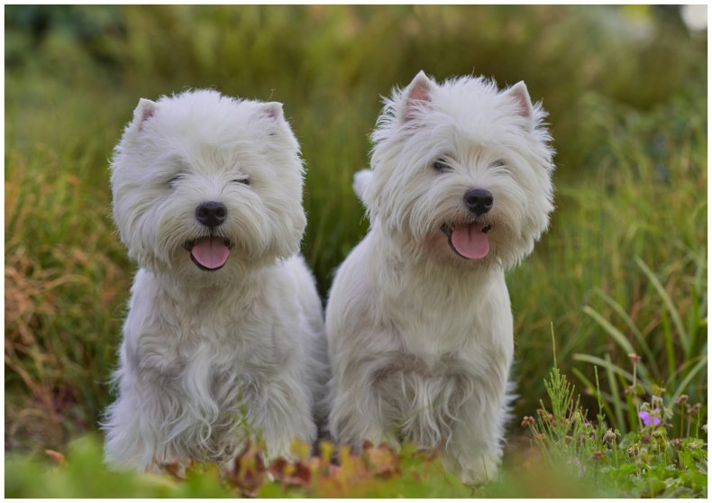 Two West Highland White Terriers