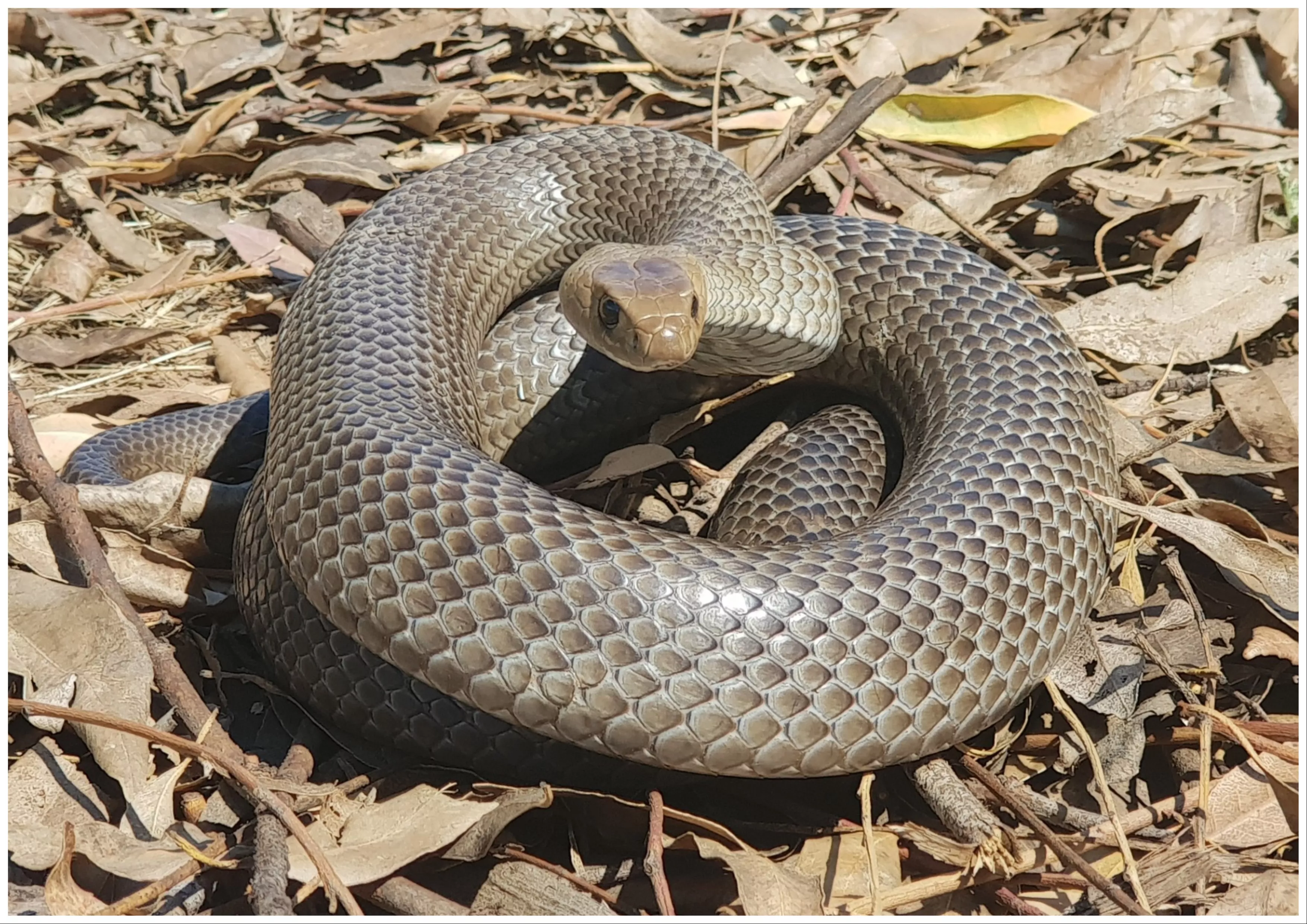 Dog Owners Warned as Venomous Snake Seen Drinking Out of Public Water Bowl - Vimarsana News