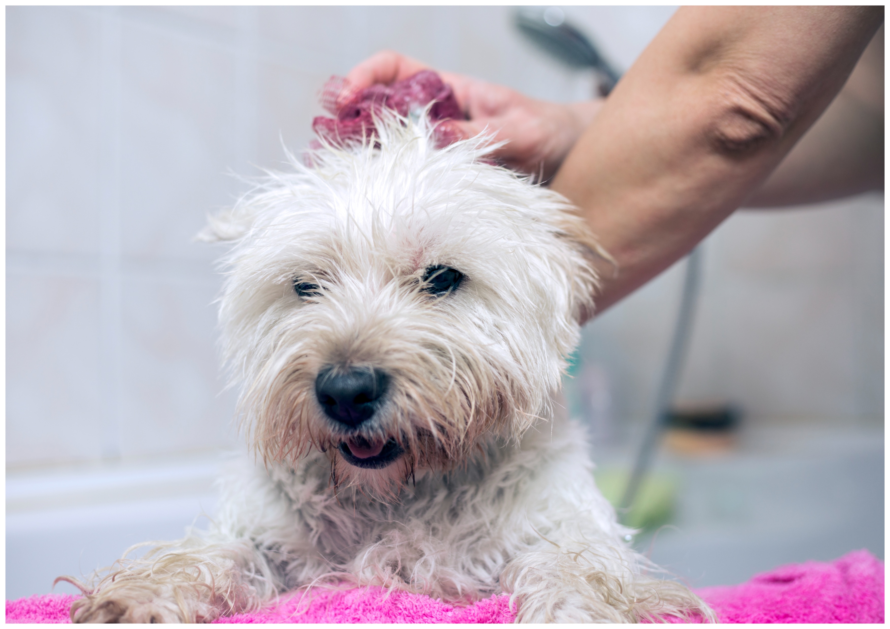 Laughter Over How Dogs Dry Themselves as Part of Their After-Bath ...