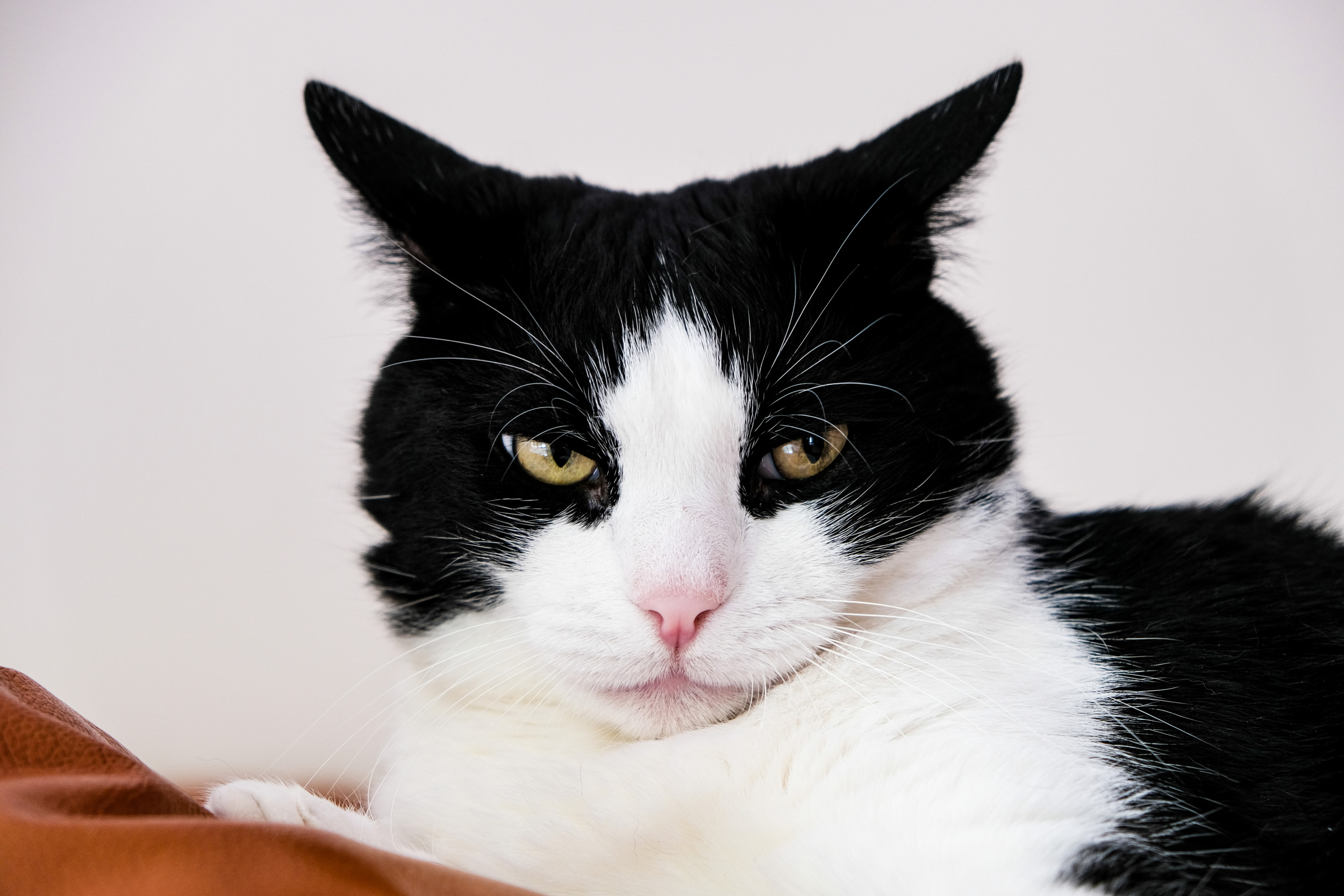 Cat's reaction after being denied food before meal time delights viewers