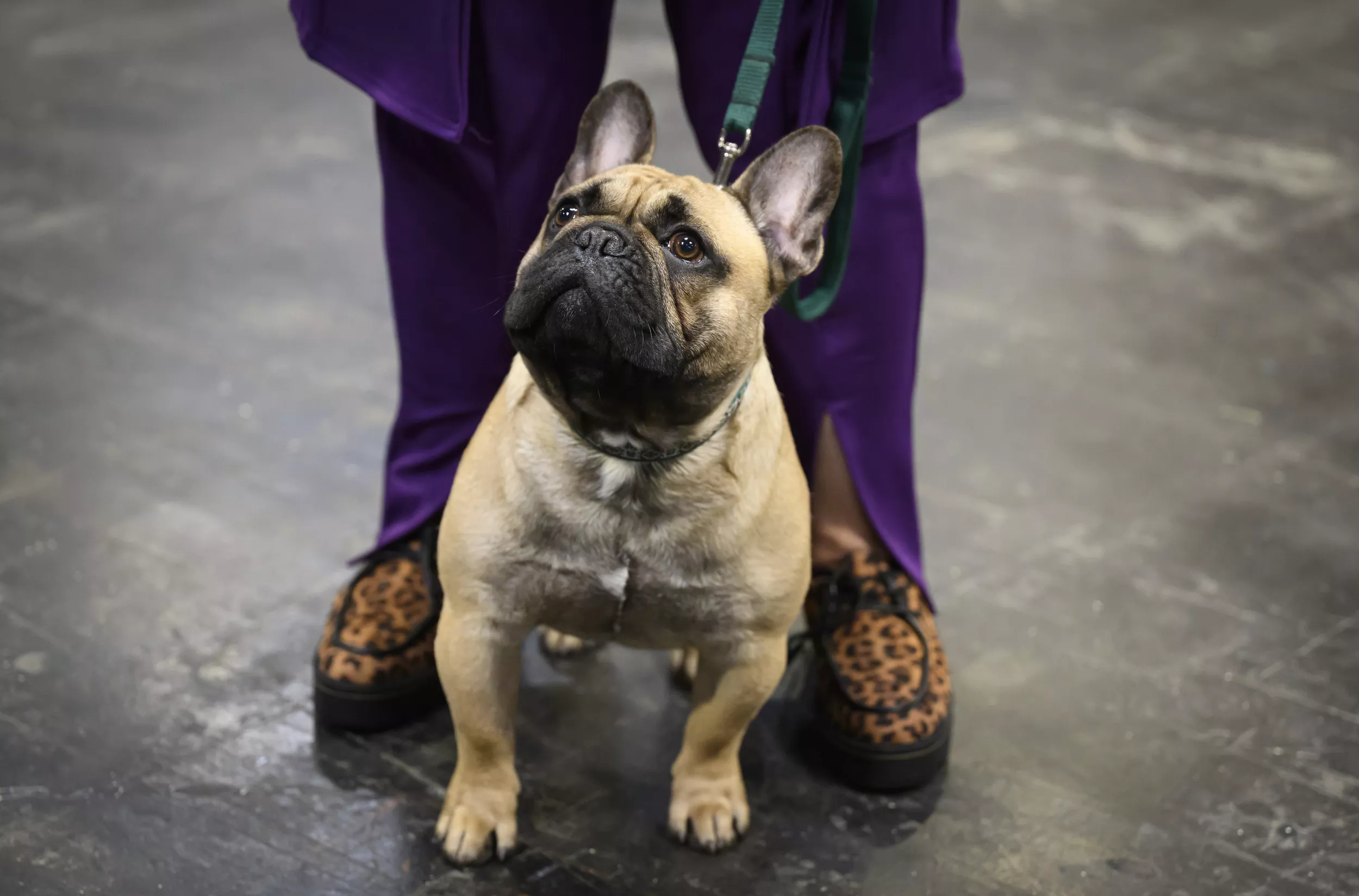Family's Beloved Dog Died in Care of 'Scam' Dog Trainer: Police - Vimarsana News