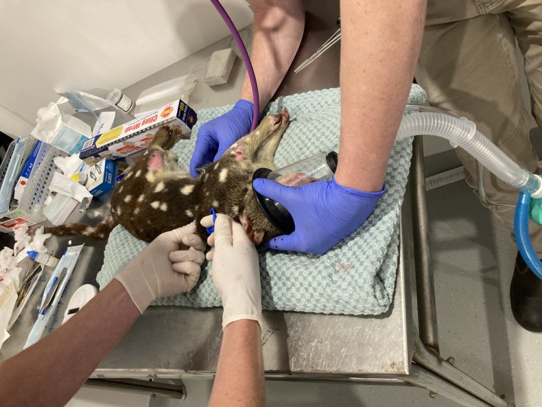 quoll