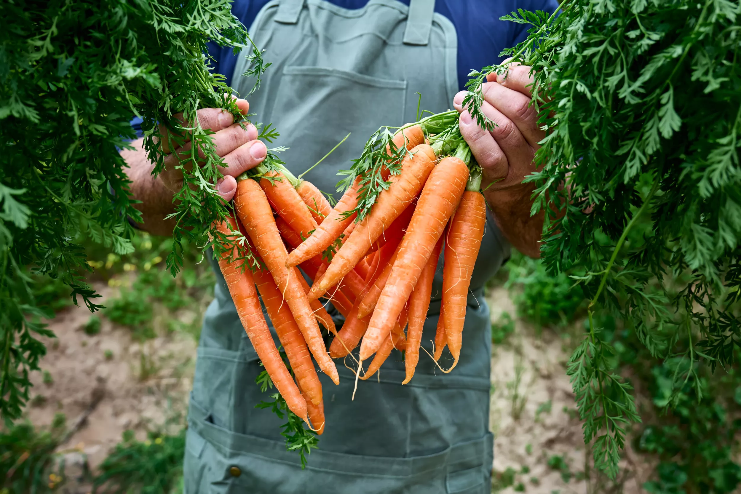 Why Are Carrots Orange? Scientists Reveal the Answer - Vimarsana News
