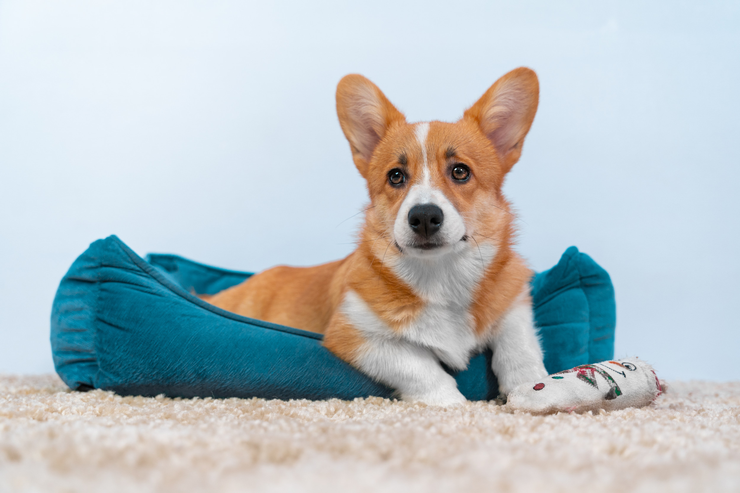 Corgi in outlet bed