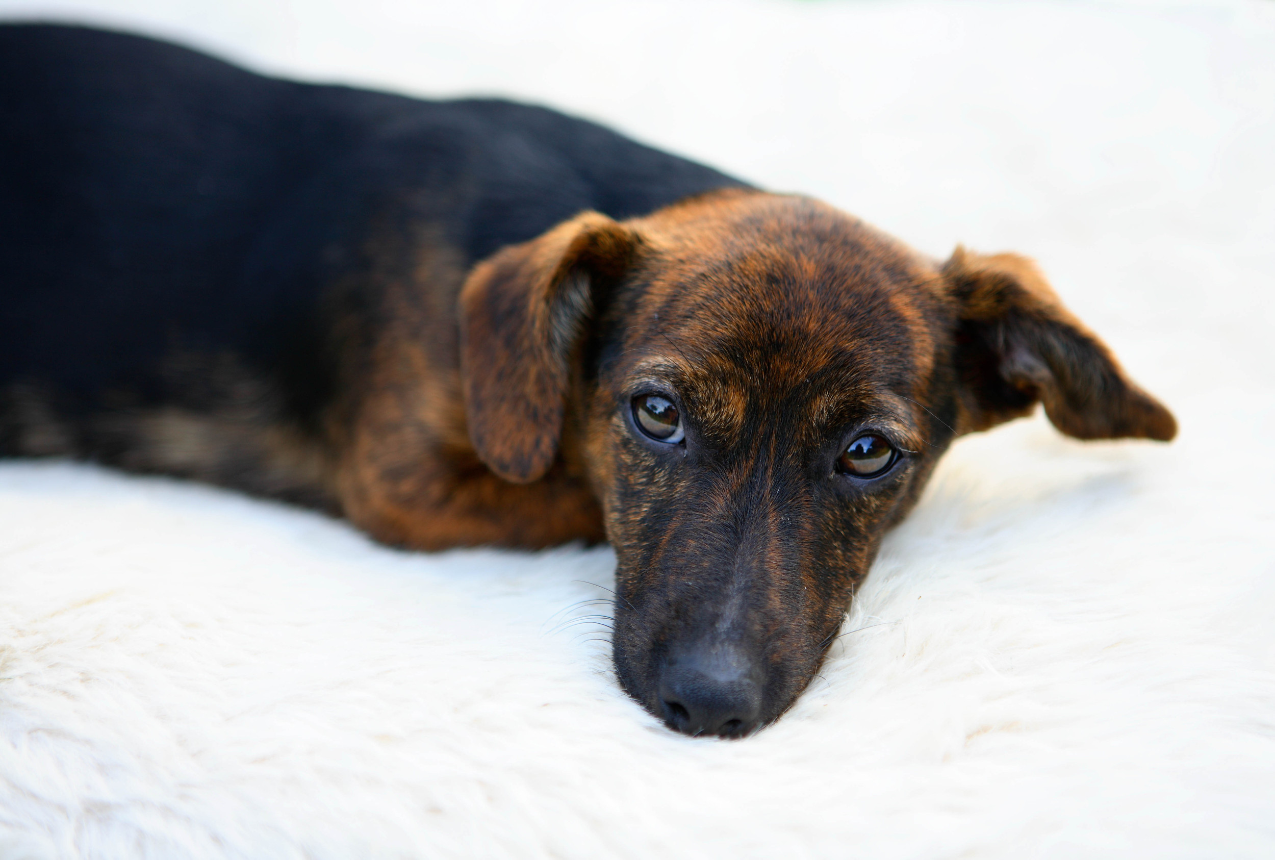 Does Your Dog Circle Before Lying Down? Vet Reveals Delightful Reason Why Newsweek